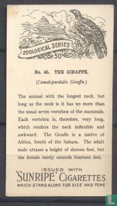 The Giraffe - Image 2