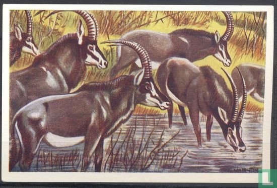 Zwarte antilope - Afbeelding 1