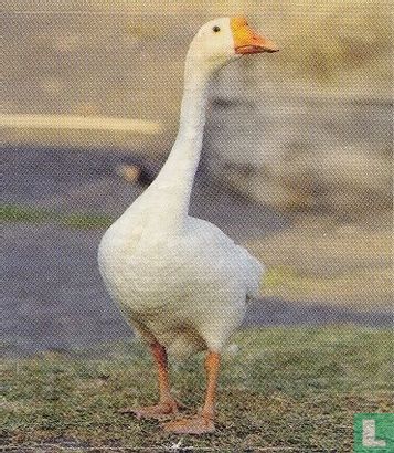 Gans