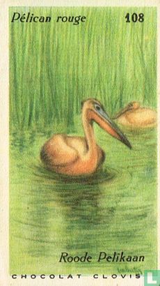 Roode pelikaan - Afbeelding 1