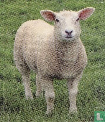 Schaap