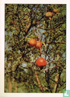 Granaatappelboom - Image 1