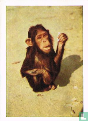 Chimpanze - Bild 1
