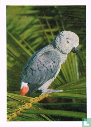 Afrikaanse grijze papegaai - Image 1