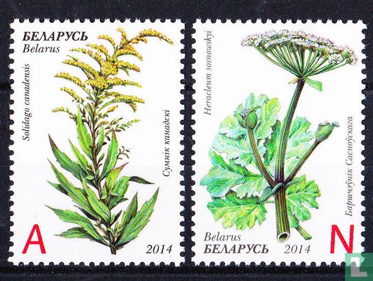 Invasive Plants of Belarus