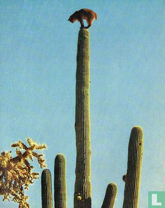 Los of cactuskat - Bild 1