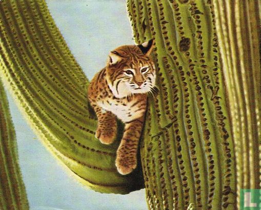Los of cactuskat - Afbeelding 1