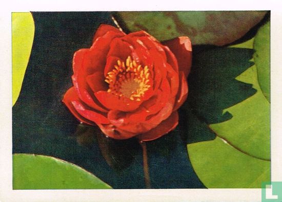Waterlelie, varieteit met rode bloemen - Afbeelding 1