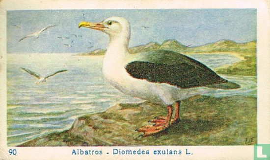 Albatros - Diomedea exulans L - Afbeelding 1