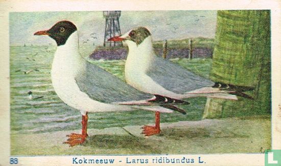 Kokmeeuw - Larus ridibundus L - Image 1