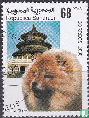 Saharaui, Republic dogs