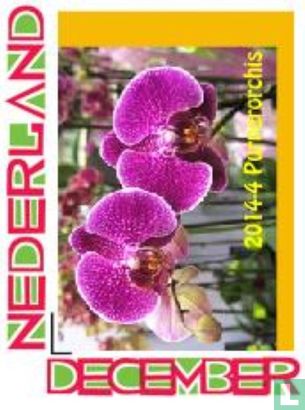 Orchidee Orchis purpurea