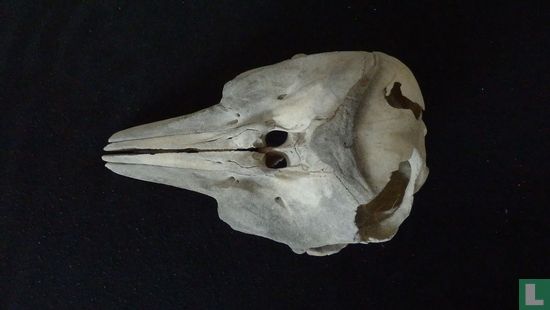 Dolfijn schedel - Afbeelding 2