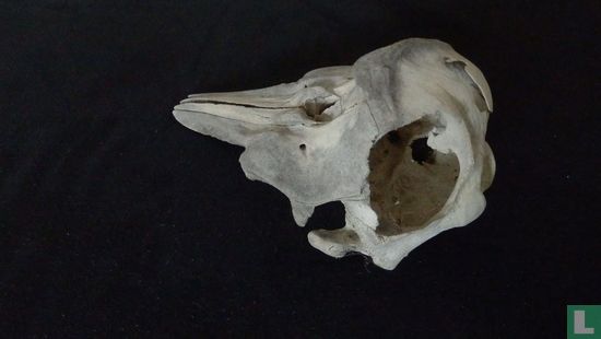 Dolfijn schedel - Afbeelding 3