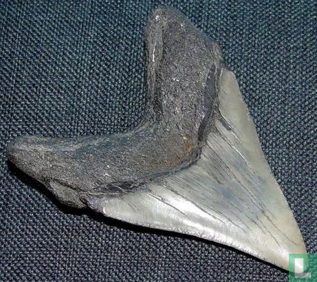 Megalodon Tand 10 cm - Image 2