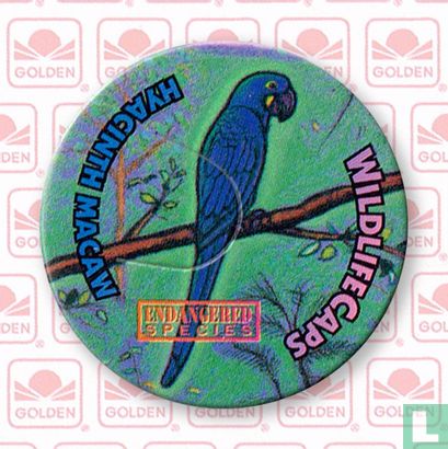 Hyacinth Macaw - Bild 1