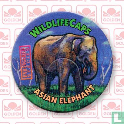 Asian Elephant - Bild 1