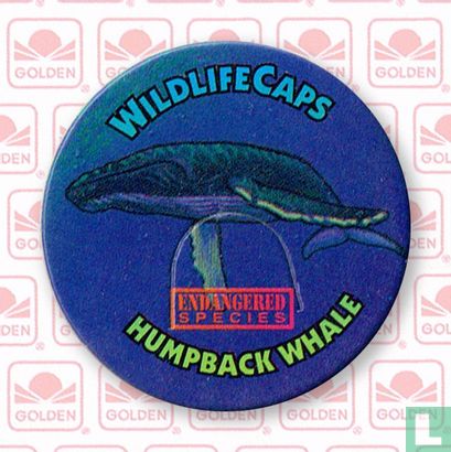 Humpback Whale - Bild 1