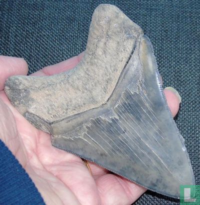 Megalodon Tand 11,2 cm - Image 2