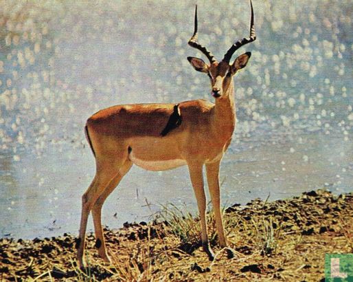 Antilope. - Bild 1