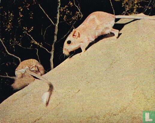 Kangoeroe-rat - Afbeelding 1