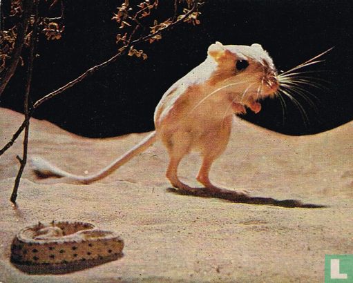 Kangoeroe-rat en ratelslang - Afbeelding 1