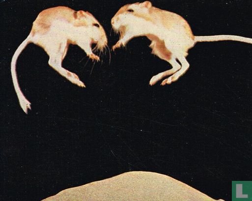 Kangoeroe-rat  - Image 1