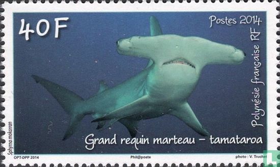Great hammerhead shark - tamataroa
