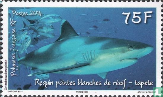 White tip reef shark - Tapete