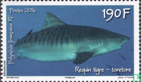 Tiger shark - toretore