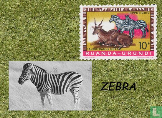 Zebra + Orynx - Afbeelding 1