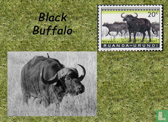 Black buffalo  - Afbeelding 1