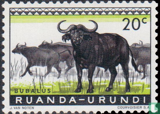 Black buffalo  - Afbeelding 2