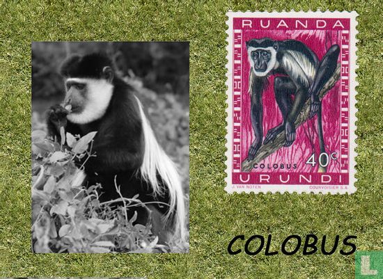 Colobus Monkey - Afbeelding 1
