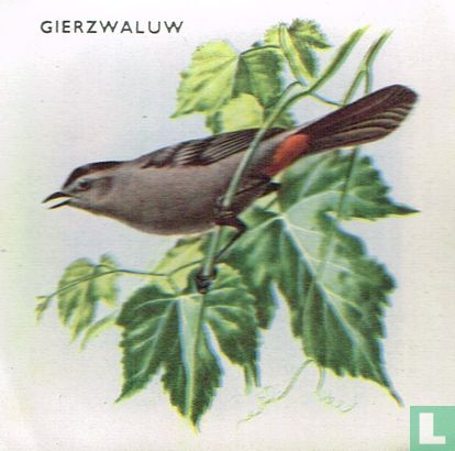 Gierzwaluw - Image 1