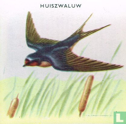 Huiszwaluw - Image 1
