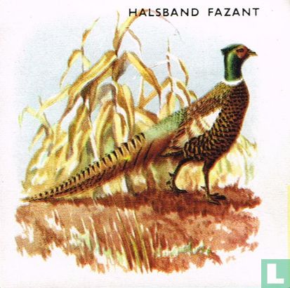 Halsband fazant - Image 1