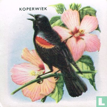 Koperwiek - Image 1