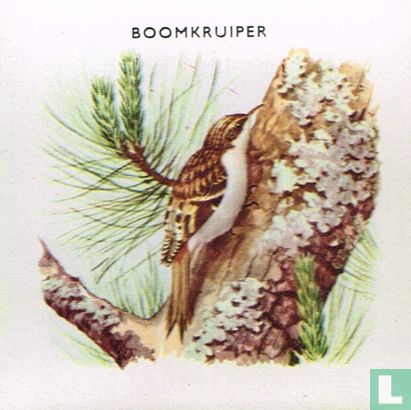 Boomkruiper - Image 1