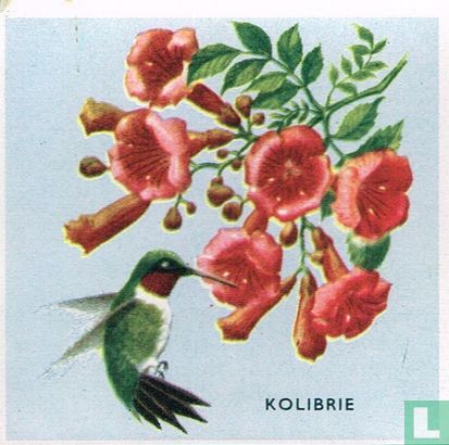 Kolibrie - Image 1