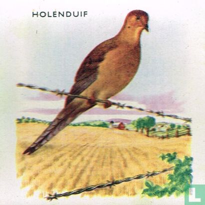 Holenduif - Image 1