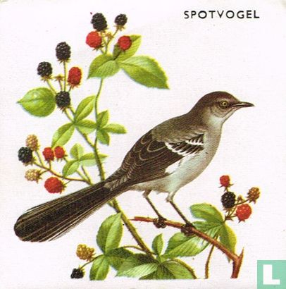 Spotvogel - Image 1