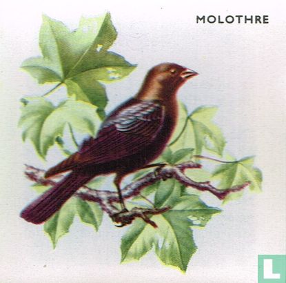 Molothre - Image 1
