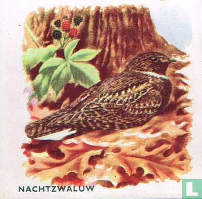 Nachtzwaluw - Image 1
