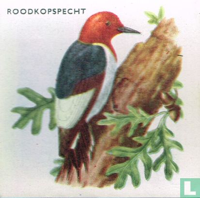 Roodkopspecht - Image 1