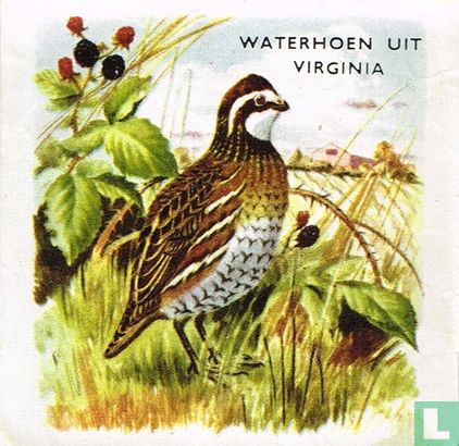 Waterhoen uit Virginia - Image 1