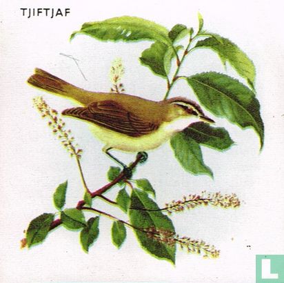 Tjiftjaf - Image 1