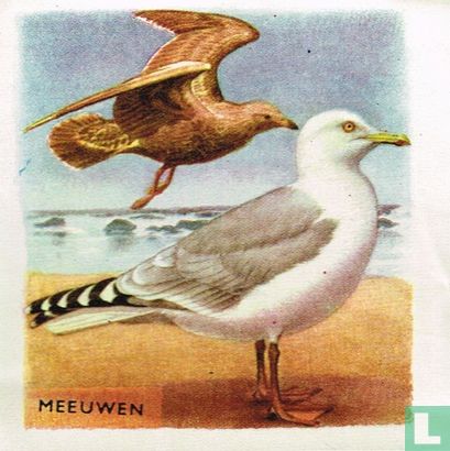 Meeuwen - Image 1
