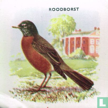 Roodborst - Image 1