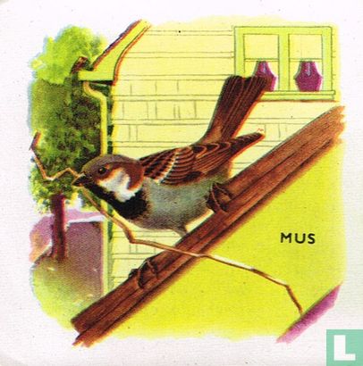 Mus - Image 1